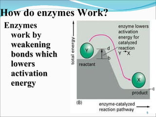 How do enzymes Work? Enzymes work by  weakening bonds which lowers activation energy 