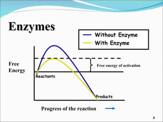 Enzymes Free Energy Progress of the reaction Reactants Products Free energy of activation Without Enzyme With Enzyme 