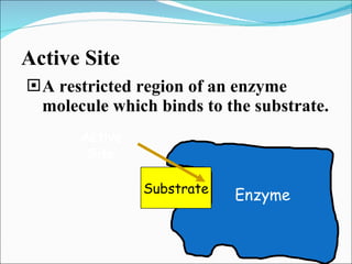 Active Site A restricted region of an enzyme molecule which binds to the substrate. Substrate Active Site Enzyme 
