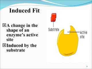 Induced   Fit A change in the  shape  of an enzyme’s active site Induced  by the substrate 