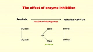 The effect of enzyme inhibition
Succinate Fumarate + 2H++ 2e-
Succinate dehydrogenase
CH2COOH
CH2COOH CHCOOH
CHCOOH
COOH
COOH
CH2
Malonate
 