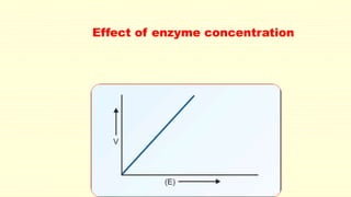 Effect of enzyme concentration
 