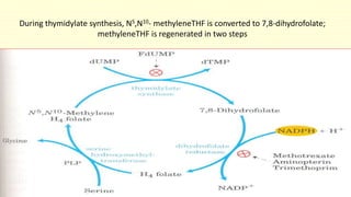 During thymidylate synthesis, N5,N10- methyleneTHF is converted to 7,8-dihydrofolate;
methyleneTHF is regenerated in two steps
 