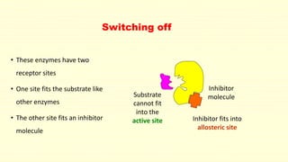 Switching off
• These enzymes have two
receptor sites
• One site fits the substrate like
other enzymes
• The other site fits an inhibitor
molecule
Inhibitor fits into
allosteric site
Substrate
cannot fit
into the
active site
Inhibitor
molecule
 