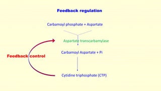 Feedback regulation
Carbamoyl phosphate + Aspartate
Carbamoyl Aspartate + Pi
Cytidine triphosphate (CTP)
Aspartate transcarbamylase
Feedback control
 