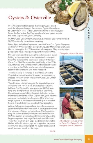 In 1639, English settlers called this village Oyster Island
until the villagers changed the name to Oysterville and then
to Osterville in 1815. Today, Osterville is home to thriving oyster
farms like Barnstable Sea Farms and the largest oyster farm in
the state, Cape Cod Oyster Company.
In 2008, Cape Cod Oyster Company & Barnstable Sea Farms donated
20,000 oysters for recreational oystering.
David Ryan and Albert Suprenant own the Cape Cod Oyster Company
and market WiAnno oysters along with Aquator Marketing’s Eric Kaiser.
Hence, the capitol A in WiAnno stands for Aquator. They employ eight
people and have a new packing plant in Marston Mills.
Mr. Suprenant said that during the earlier years of oyster
fishing, southern coastal schooners would come up to
finish the oysters in the clear water and sandy floors of
Cape Cod. Shell fishermen like Joe Crosby in the 1930s
would harvest and sell the oysters until disease became
a problem in the 1960s, and aqua-culture leases were
rescinded by the towns that were impacted.
The leases were re-installed in the 1980ws when the
Virginia Institute of Marine Sciences came up with a
disease-resistant oyster. That’s when Cape Cod Oyster
Company got its start.
The old-wives tale is that oyster fishing only happens
in months with “R” in them. Barnstable Sea Farms
& Cape Cod Oyster Company operate 24/7 all year
long and their products are available all year long.
Recreational oyster fishing, however, is limited to the
months November to March. Cape Cod Oyster has two
grow-out methods in two locations. One is for free-
range oysters at the bottom of West Bay in Nantucket
Sound. It is sub-tidal year-round with few predators.
After a full season in upwellers, juvenile oysters are
graded and planted or held back. A boat goes between
the two rows of cages for harvesting. After harvesting
they are power-washed, hand-packed for distribution.
WiAnno oysters are distributed internationally and to
large companies like Legal Seafoods and Mortons.
The other location is in Cape Cod Bay in Barnstable
Harbor with off-bottom bags and cages in a sixty-acre
community aquaculture plot. An oyster dredge and
winch are used to pull up the bags.
Oysters & Osterville
Albert Surprenant, co-owner
of Cape Cod Oyster Co., at
his oyster farm in Osterville.
The oyster beds at the farm.
cont’d
www.OstervilleVillageLibrary.org 21
OYSTERS
www.OstervilleVillageLibrary.org
 