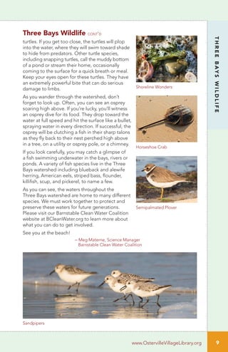 9
THREEBAYSWILDLIFE
www.OstervilleVillageLibrary.org
Three Bays Wildlife cont’d
turtles. If you get too close, the turtles will plop
into the water, where they will swim toward shade
to hide from predators. Other turtle species,
including snapping turtles, call the muddy bottom
of a pond or stream their home, occasionally
coming to the surface for a quick breath or meal.
Keep your eyes open for these turtles. They have
an extremely powerful bite that can do serious
damage to limbs.
As you wander through the watershed, don’t
forget to look up. Often, you can see an osprey
soaring high above. If you’re lucky, you’ll witness
an osprey dive for its food. They drop toward the
water at full speed and hit the surface like a bullet,
spraying water in every direction. If successful, the
osprey will be clutching a fish in their sharp talons
as they fly back to their nest perched high above
in a tree, on a utility or osprey pole, or a chimney.
If you look carefully, you may catch a glimpse of
a fish swimming underwater in the bays, rivers or
ponds. A variety of fish species live in the Three
Bays watershed including blueback and alewife
herring, American eels, striped bass, flounder,
killifish, scup, and pickerel, to name a few.
As you can see, the waters throughout the
Three Bays watershed are home to many different
species. We must work together to protect and
preserve these waters for future generations.
Please visit our Barnstable Clean Water Coalition
website at BCleanWater.org to learn more about
what you can do to get involved.
See you at the beach!
– Meg Materne, Science Manager
Barnstable Clean Water Coalition
Shoreline Wonders
Horseshoe Crab
Sandpipers
Semipalmated Plover
 