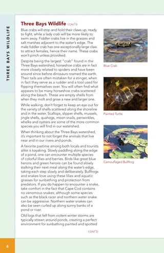 THREEBAYSWILDLIFE
6
Three Bays Wildlife cont’d
Blue crabs will stop and hold their claws up, ready
to fight, while a lady crab will be more likely to
swim away. Fiddler crabs live in the grasses and
salt marshes adjacent to the water’s edge. The
male fiddler crab has one exceptionally large claw
to attract females, hence their name. These crabs
won’t pinch unless provoked.
Despite being the largest “crab” found in the
Three Bays watershed, horseshoe crabs are in fact
more closely related to spiders and have been
around since before dinosaurs roamed the earth.
Their tails are often mistaken for a stinger, when
in fact they serve as a rudder and a tool used for
flipping themselves over. You will often find what
appears to be many horseshoe crabs scattered
along the beach. These are empty shells from
when they molt and grow a new and larger one.
While walking, don’t forget to keep an eye out for
the variety of shells scattered along the shoreline
and in the water. Scallops, slipper shells, mussels,
jingle shells, quahogs, moon snails, periwinkles,
whelks and oysters are some of the more common
species you will find in our watershed.
When thinking about the Three Bays watershed,
it’s important to not forget the animals that live
near and in our rivers and ponds.
A favorite pastime among both locals and tourists
alike is kayaking. Slowly paddling along the edge
of a pond, one can encounter multiple species
of colorful lilies and berries. Birds like great blue
herons and green herons can be found slowly
stalking their next meal along the water’s edge,
taking each step slowly and deliberately. Bullfrogs
and snakes love using these lilies and aquatic
grasses for sunbathing and protection from
predators. If you do happen to encounter a snake,
take comfort in the fact that Cape Cod contains
no venomous snakes; although some species
such as the black racer and northern water snake
can be aggressive. Northern water snakes can
also be seen curled up along sunny banks of a
pond or river.
Old logs that fell from violent winter storms are
typically strewn around ponds, creating a perfect
environment for sunbathing painted and spotted
cont’d
Painted Turtle
Camouflaged Bullfrog
Blue Crab
 