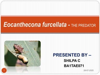 PRESENTED BY –
SHILPA C
BA1TAE071
Eocanthecona furcellata - THE PREDATOR
28-07-20201
 