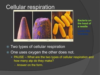 Watch the animation by clicking herehttp://highered.mcgraw-hill.com/sites/0072495855/student_view0/chapter2/animation__mitosis_and_cytokinesis.htmlAfter watching vid come back to the program
