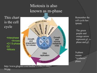 Miotosis is also known as m-phaseThis chart is the cell cycleRemember the cell cycle has ipmatcThe green purple and orange arrow represent g1, s-phase and g2.  Interphase
