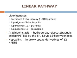 LINEAR PATHWAY
 Lipoxigeneses
 Introduce hydro-peroxy (–OOH) groups
 Lipoxigenes 5-Neutrophils
 Lipoxigenes 12 – platelets
 Lipoxigenes 15 - eosinophils
 Arachidonic acid hydroperoxy-eicosatetraenoic→
acids(HPETEs) by the 5-, 12-,& 15-lipoxygenases
 Hepoxilins hydroxy epoxy derivatives of 12→
HPETE
 