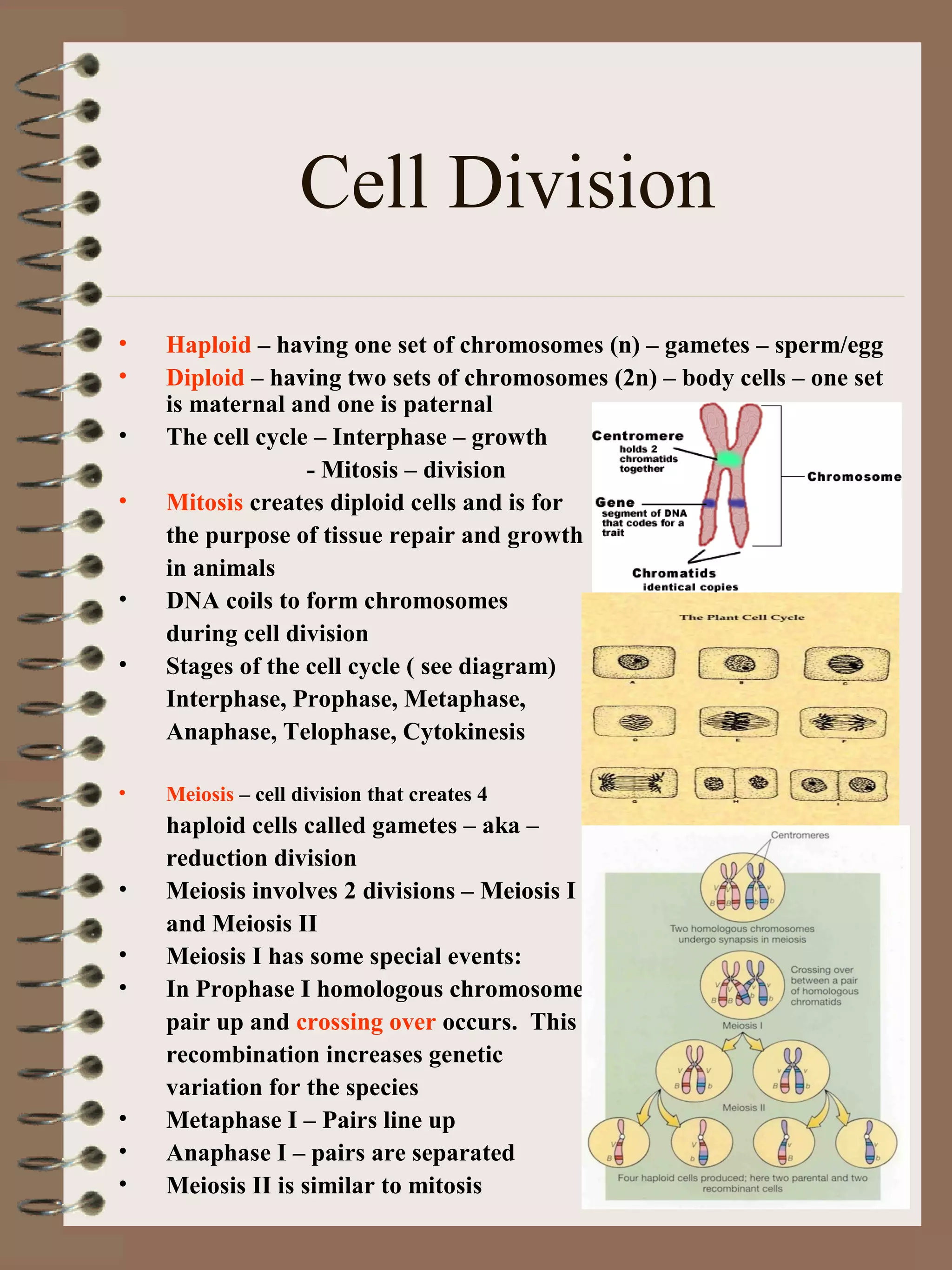 Cell Division
• Haploid – having one set of chromosomes (n) – gametes – sperm/egg
• Diploid – having two sets of chromosomes (2n) – body cells – one set
is maternal and one is paternal
• The cell cycle – Interphase – growth
- Mitosis – division
• Mitosis creates diploid cells and is for
the purpose of tissue repair and growth
in animals
• DNA coils to form chromosomes
during cell division
• Stages of the cell cycle ( see diagram)
Interphase, Prophase, Metaphase,
Anaphase, Telophase, Cytokinesis
• Meiosis – cell division that creates 4
haploid cells called gametes – aka –
reduction division
• Meiosis involves 2 divisions – Meiosis I
and Meiosis II
• Meiosis I has some special events:
• In Prophase I homologous chromosomes
pair up and crossing over occurs. This
recombination increases genetic
variation for the species
• Metaphase I – Pairs line up
• Anaphase I – pairs are separated
• Meiosis II is similar to mitosis
 