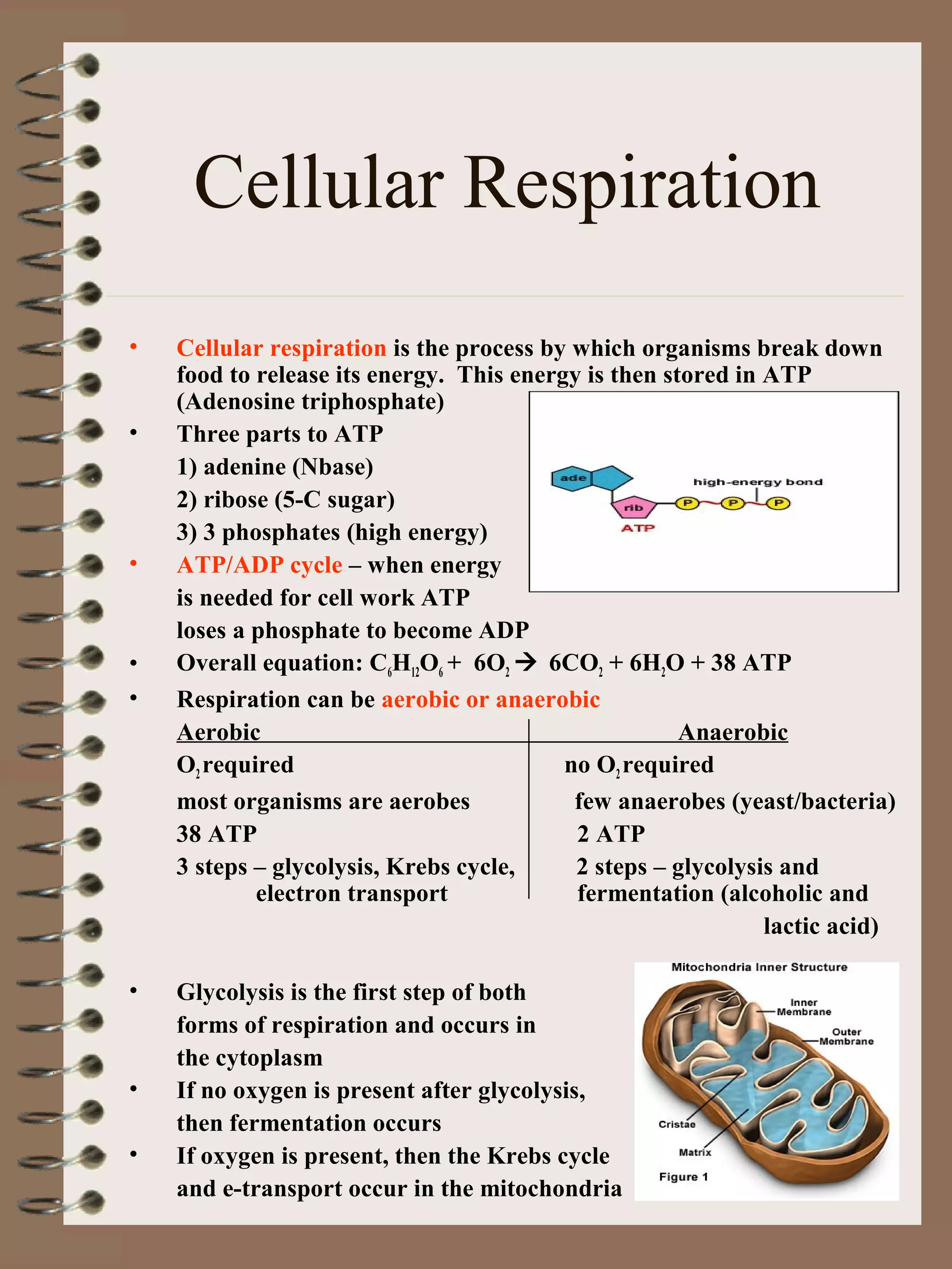 Cellular Respiration
• Cellular respiration is the process by which organisms break down
food to release its energy. This energy is then stored in ATP
(Adenosine triphosphate)
• Three parts to ATP
1) adenine (Nbase)
2) ribose (5-C sugar)
3) 3 phosphates (high energy)
• ATP/ADP cycle – when energy
is needed for cell work ATP
loses a phosphate to become ADP
• Overall equation: C6H12O6 + 6O2  6CO2 + 6H2O + 38 ATP
• Respiration can be aerobic or anaerobic
Aerobic Anaerobic
O2 required no O2 required
most organisms are aerobes few anaerobes (yeast/bacteria)
38 ATP 2 ATP
3 steps – glycolysis, Krebs cycle, 2 steps – glycolysis and
electron transport fermentation (alcoholic and
lactic acid)
• Glycolysis is the first step of both
forms of respiration and occurs in
the cytoplasm
• If no oxygen is present after glycolysis,
then fermentation occurs
• If oxygen is present, then the Krebs cycle
and e-transport occur in the mitochondria
 