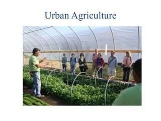Urban Agriculture

 