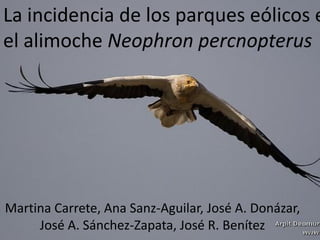 La incidencia de los parques eólicos e
el alimoche Neophron percnopterus
Martina Carrete, Ana Sanz-Aguilar, José A. Donázar,
José A. Sánchez-Zapata, José R. Benítez
 