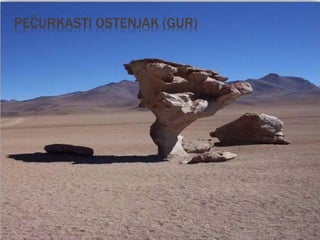 PEČURKASTI OSTENJAK (GUR)
 