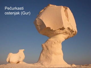 Pečurkasti
ostenjak (Gur)
 