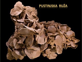 PUSTINJSKA RUŽA
 