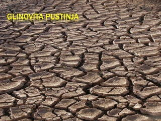 GLINOVITA PUSTINJA
 