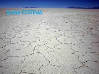 SLANA PUSTINJA
 