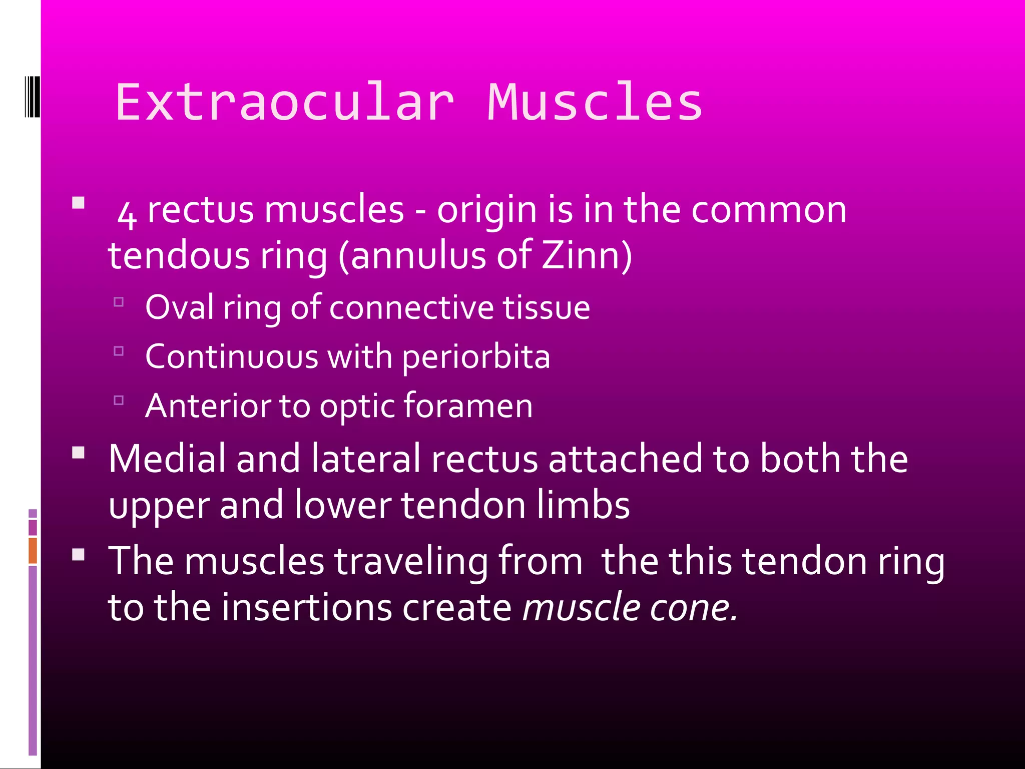 Extraocular Muscles
 4 rectus muscles - origin is in the common
tendous ring (annulus of Zinn)
 Oval ring of connective tissue
 Continuous with periorbita
 Anterior to optic foramen
 Medial and lateral rectus attached to both the
upper and lower tendon limbs
 The muscles traveling from the this tendon ring
to the insertions create muscle cone.
 