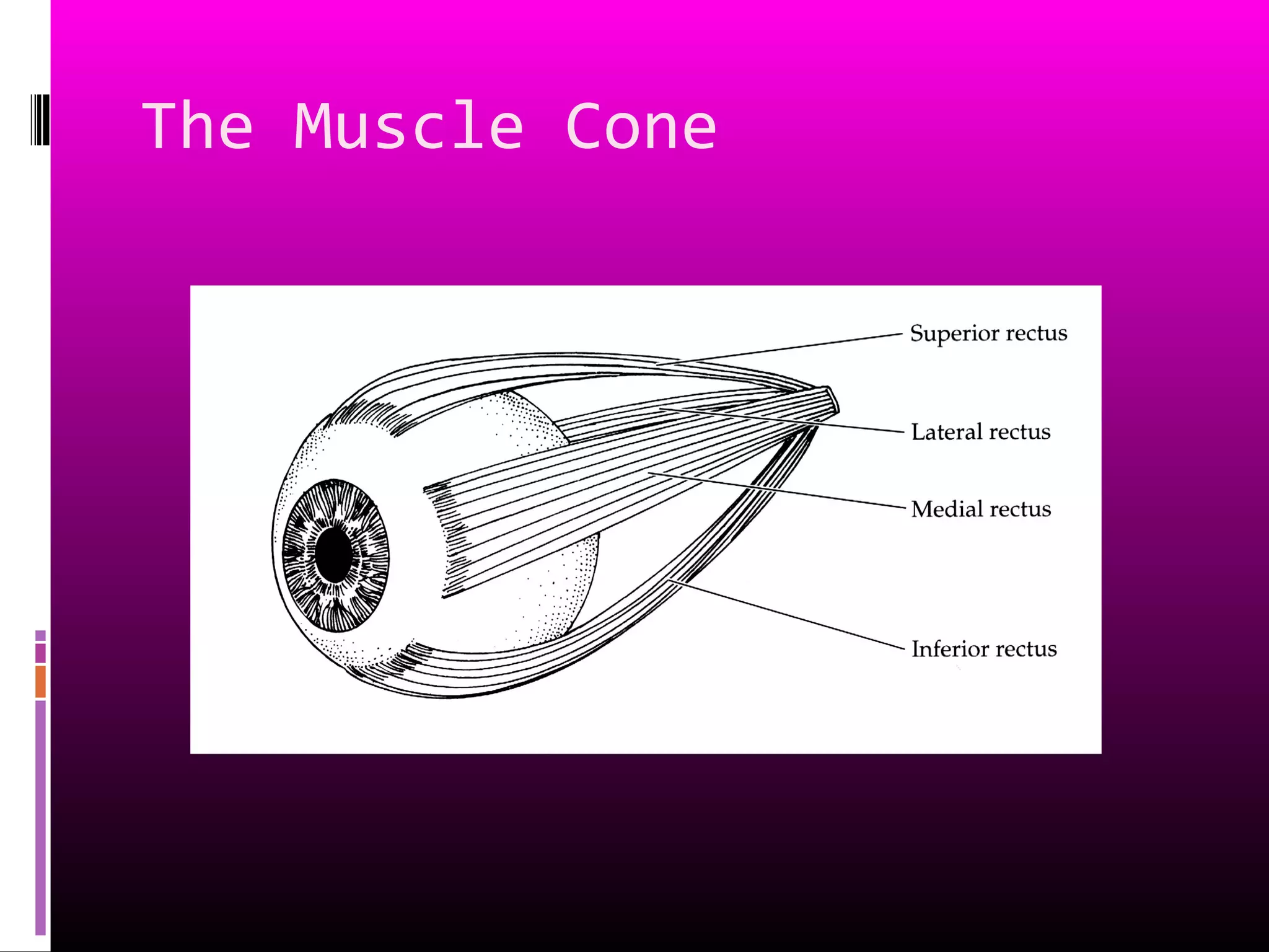 The Muscle Cone
 