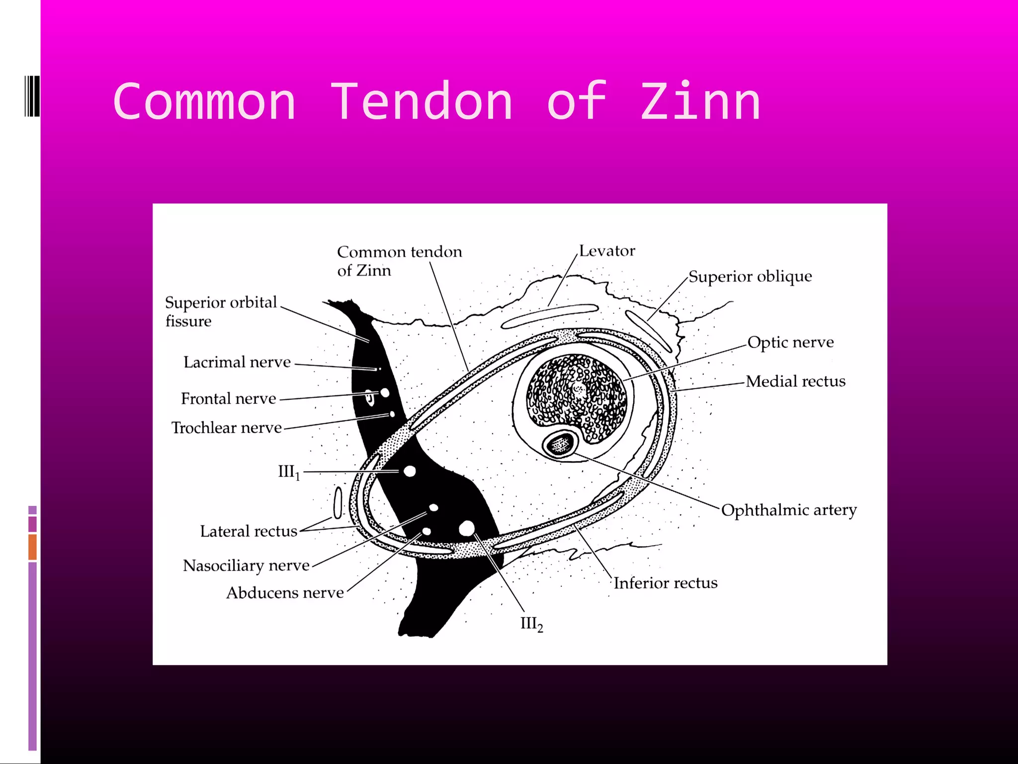 Common Tendon of Zinn
 