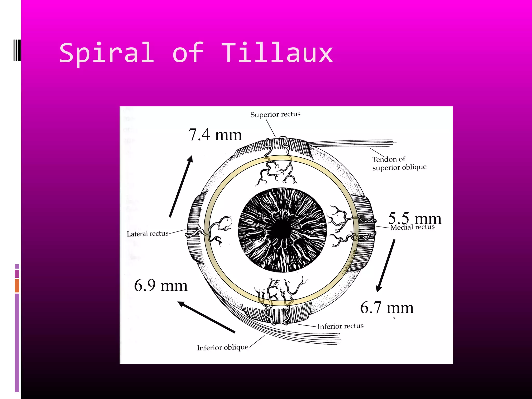 Spiral of Tillaux
5.5 mm
6.7 mm
6.9 mm
7.4 mm
 