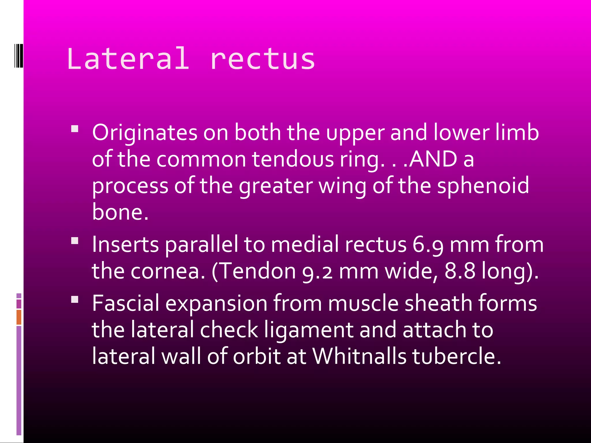 Lateral rectus
 Originates on both the upper and lower limb
of the common tendous ring. . .AND a
process of the greater wing of the sphenoid
bone.
 Inserts parallel to medial rectus 6.9 mm from
the cornea. (Tendon 9.2 mm wide, 8.8 long).
 Fascial expansion from muscle sheath forms
the lateral check ligament and attach to
lateral wall of orbit at Whitnalls tubercle.
 