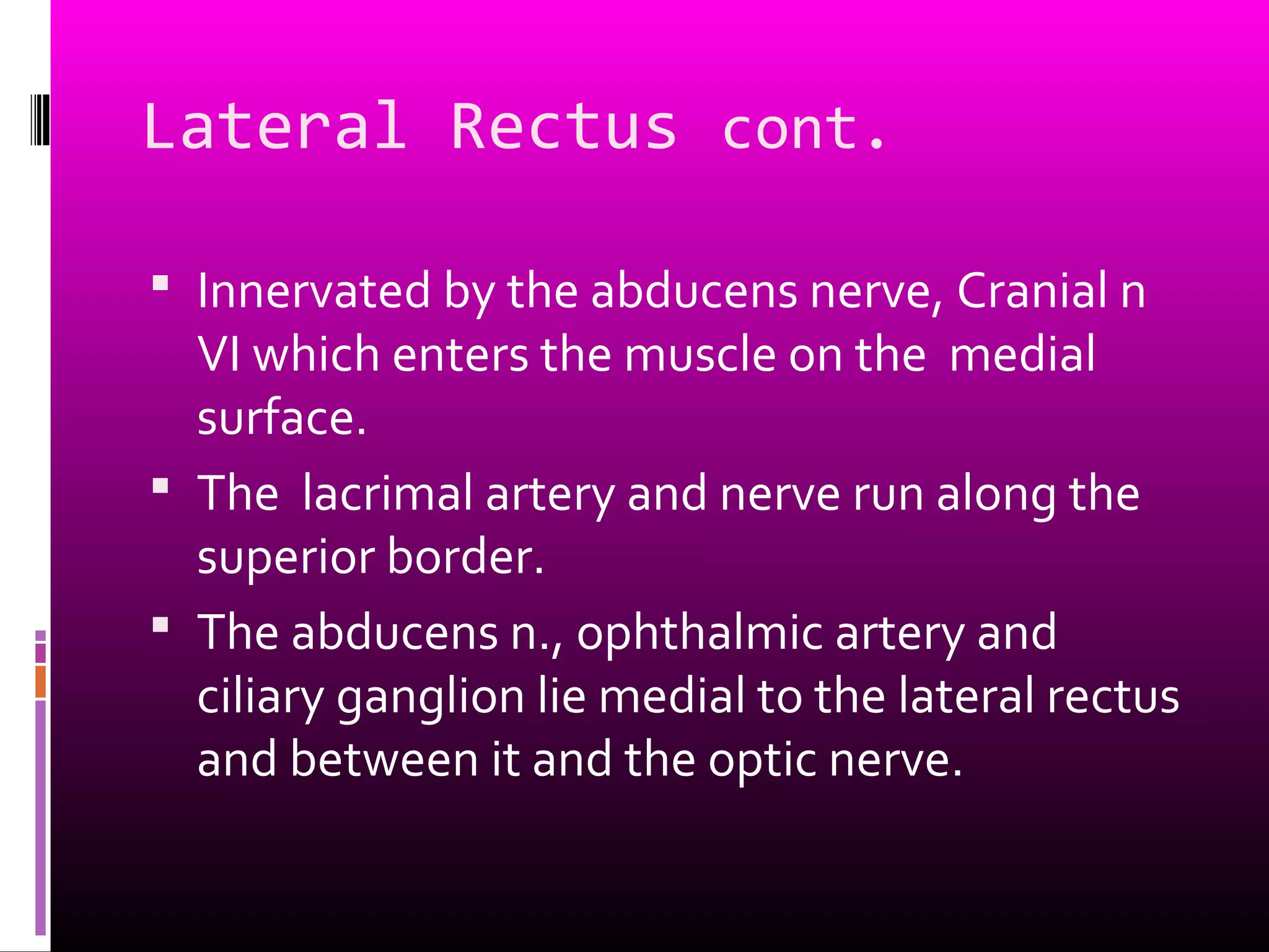 Lateral Rectus cont.
 Innervated by the abducens nerve, Cranial n
VI which enters the muscle on the medial
surface.
 The lacrimal artery and nerve run along the
superior border.
 The abducens n., ophthalmic artery and
ciliary ganglion lie medial to the lateral rectus
and between it and the optic nerve.
 