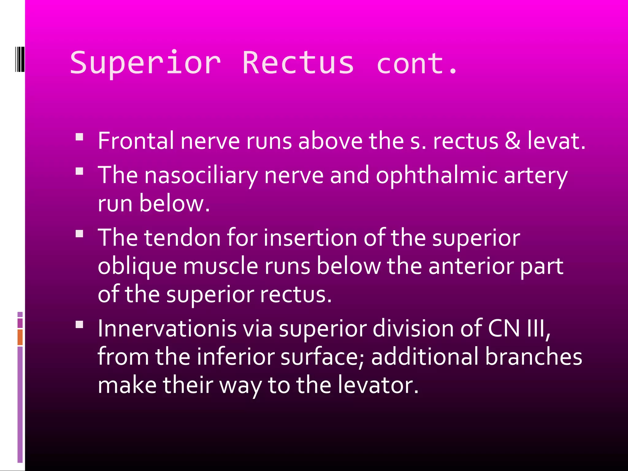 Superior Rectus cont.
 Frontal nerve runs above the s. rectus & levat.
 The nasociliary nerve and ophthalmic artery
run below.
 The tendon for insertion of the superior
oblique muscle runs below the anterior part
of the superior rectus.
 Innervationis via superior division of CN III,
from the inferior surface; additional branches
make their way to the levator.
 