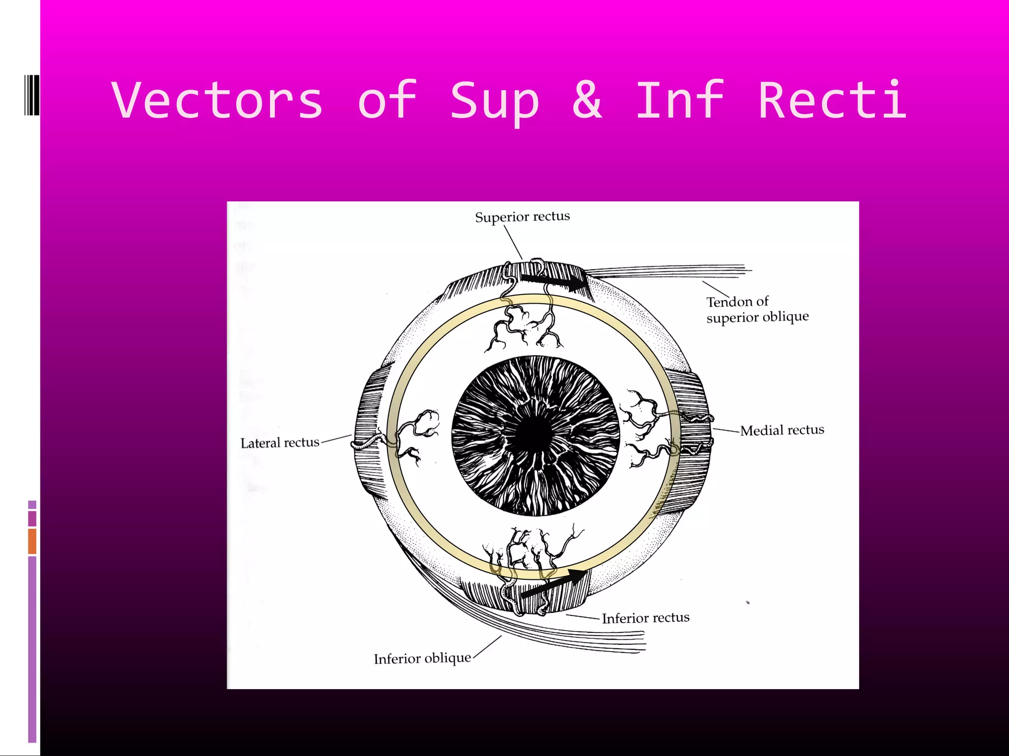Vectors of Sup & Inf Recti
 