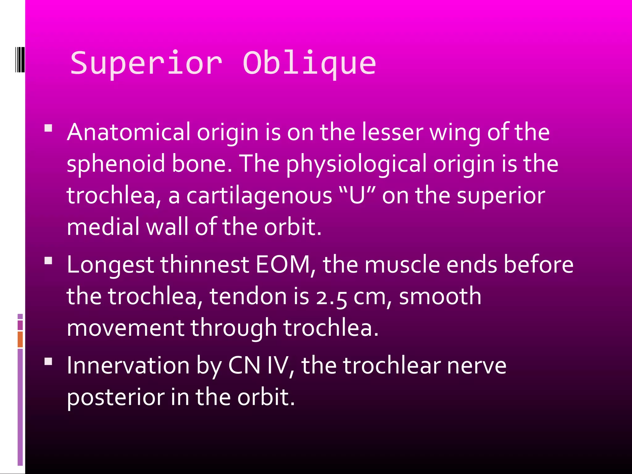 Superior Oblique
 Anatomical origin is on the lesser wing of the
sphenoid bone. The physiological origin is the
trochlea, a cartilagenous “U” on the superior
medial wall of the orbit.
 Longest thinnest EOM, the muscle ends before
the trochlea, tendon is 2.5 cm, smooth
movement through trochlea.
 Innervation by CN IV, the trochlear nerve
posterior in the orbit.
 