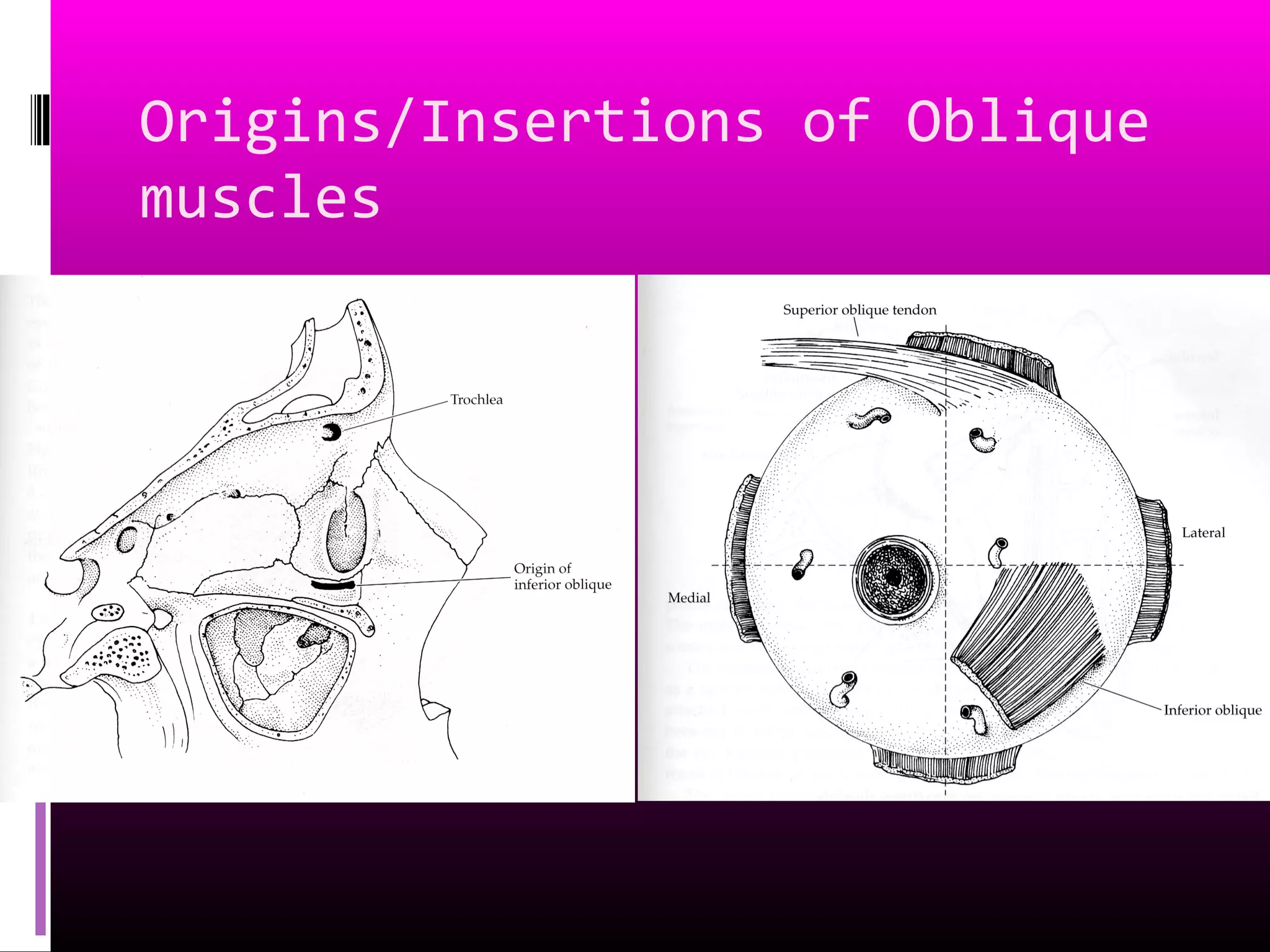 Origins/Insertions of Oblique
muscles
 