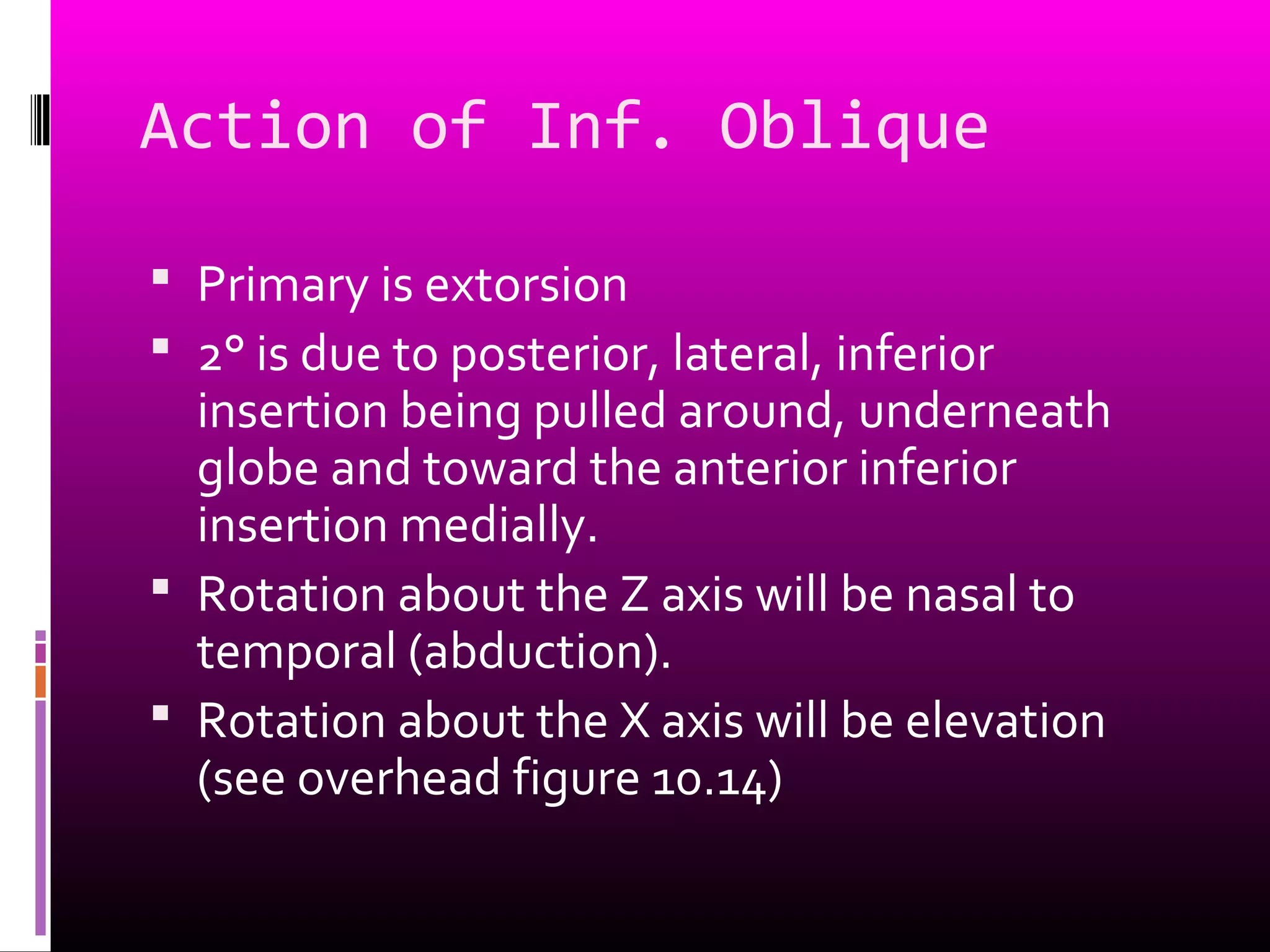 Action of Inf. Oblique
 Primary is extorsion
 2° is due to posterior, lateral, inferior
insertion being pulled around, underneath
globe and toward the anterior inferior
insertion medially.
 Rotation about the Z axis will be nasal to
temporal (abduction).
 Rotation about the X axis will be elevation
(see overhead figure 10.14)
 