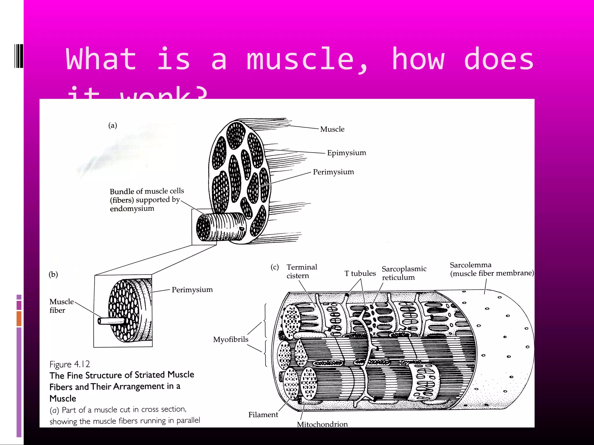 What is a muscle, how does
it work?
 