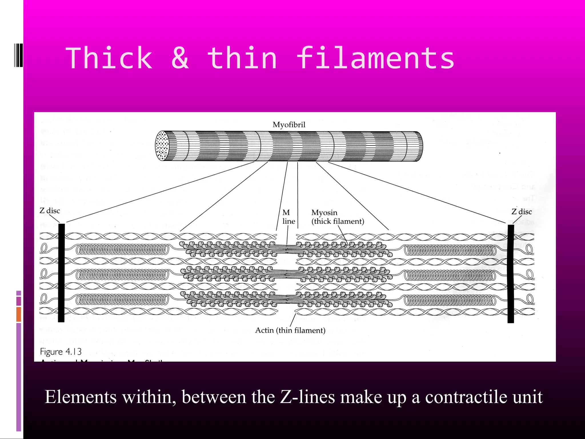Thick & thin filaments
Elements within, between the Z-lines make up a contractile unit
 
