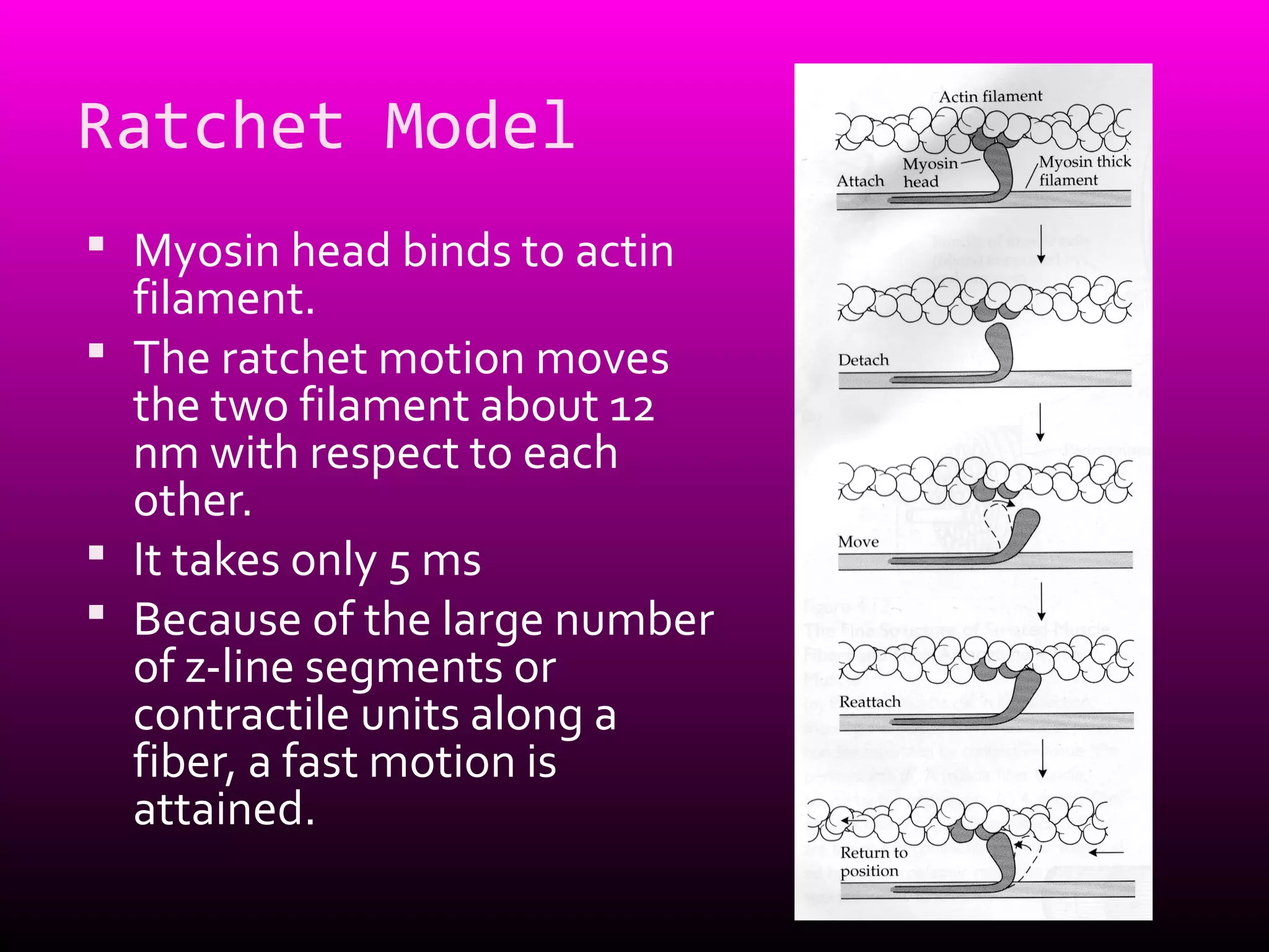 Ratchet Model
 Myosin head binds to actin
filament.
 The ratchet motion moves
the two filament about 12
nm with respect to each
other.
 It takes only 5 ms
 Because of the large number
of z-line segments or
contractile units along a
fiber, a fast motion is
attained.
 