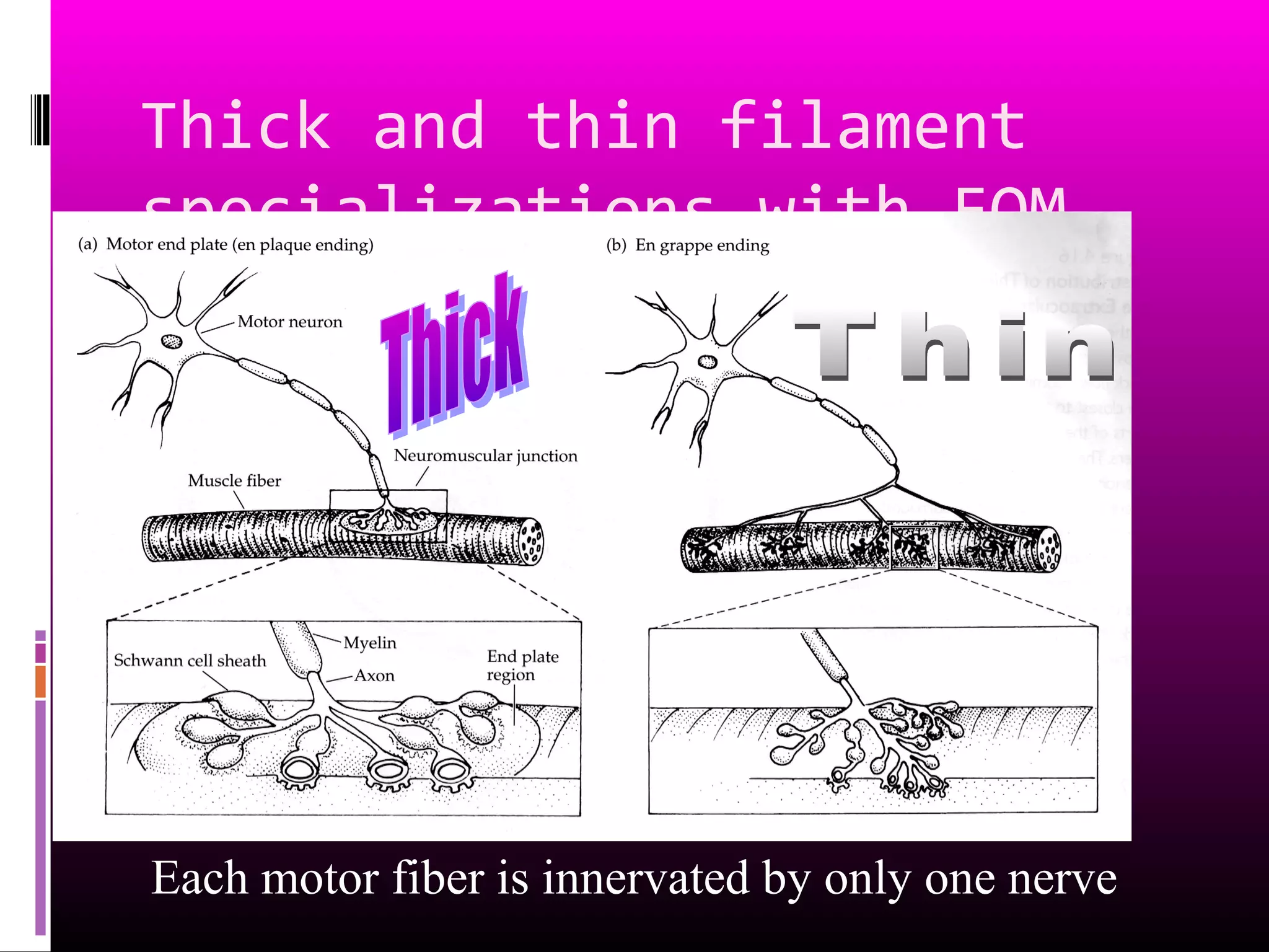 Thick and thin filament
specializations with EOM
Each motor fiber is innervated by only one nerve
 
