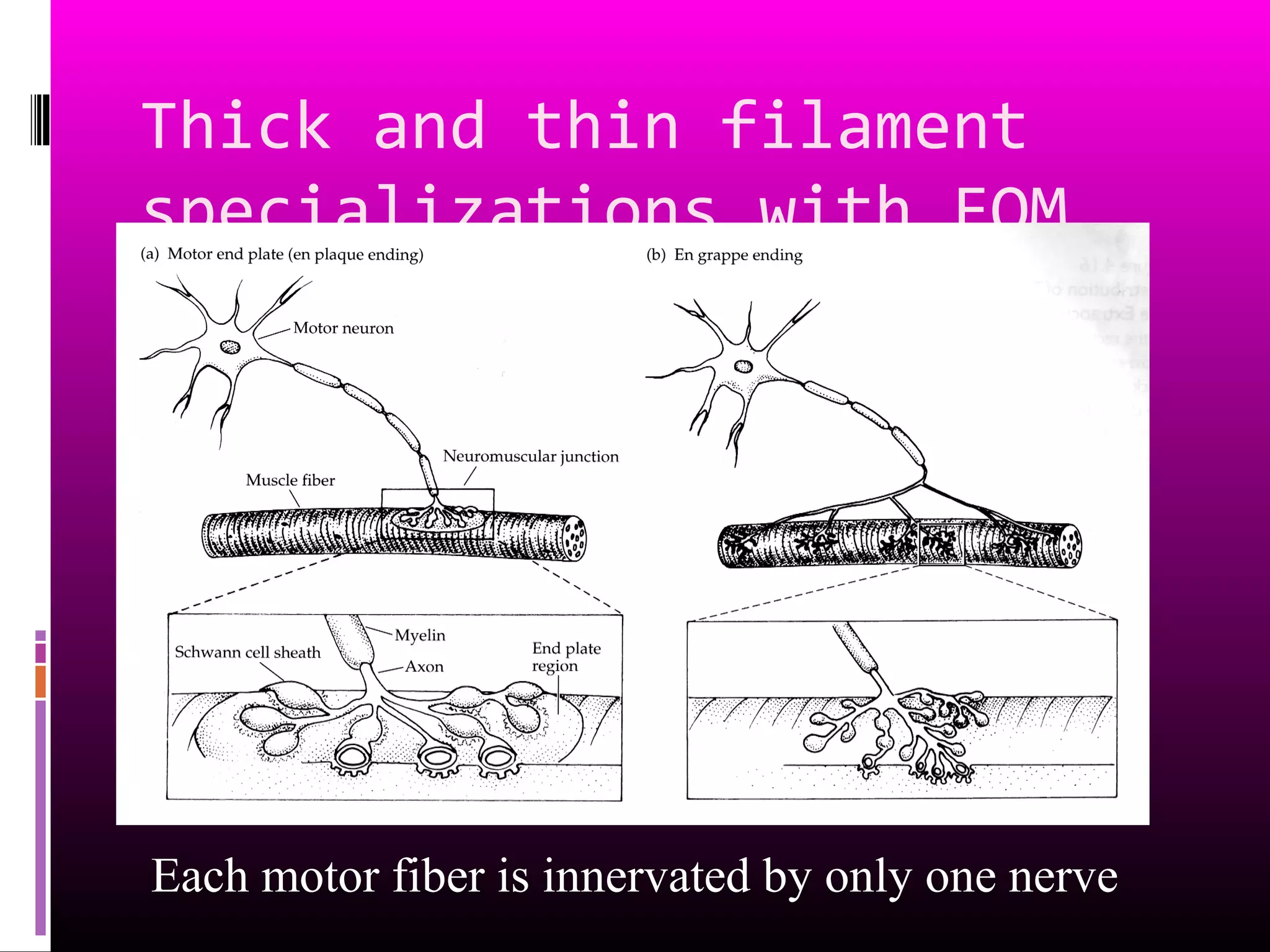Thick and thin filament
specializations with EOM
Each motor fiber is innervated by only one nerve
 