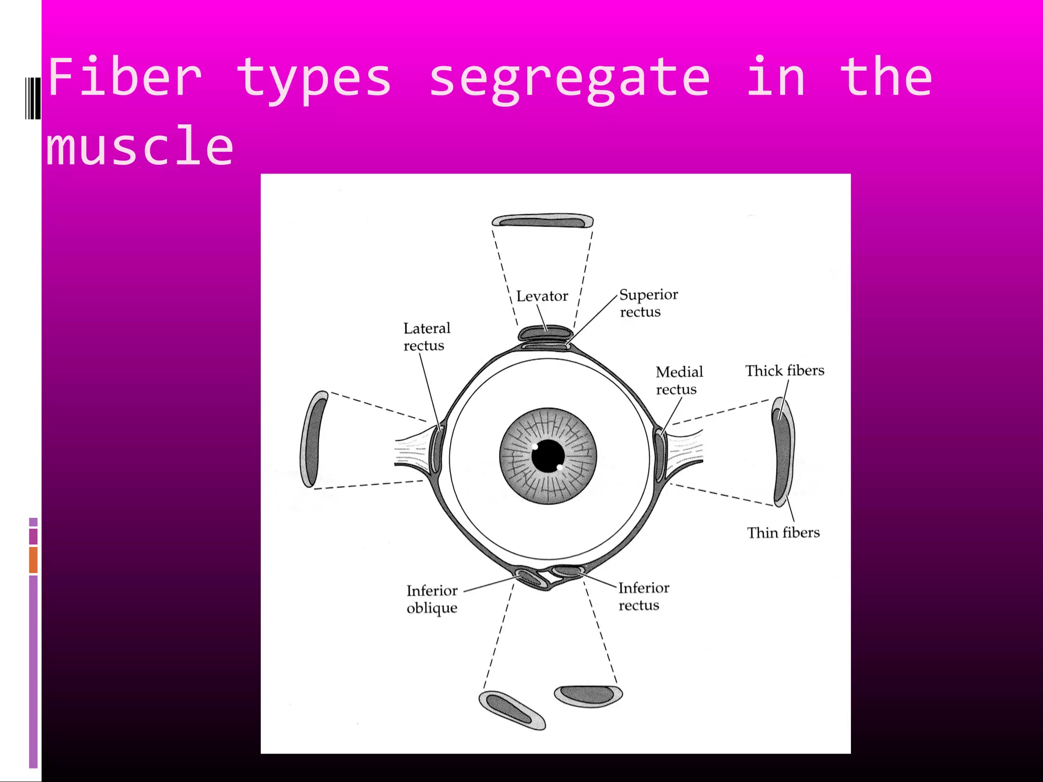 Fiber types segregate in the
muscle
 