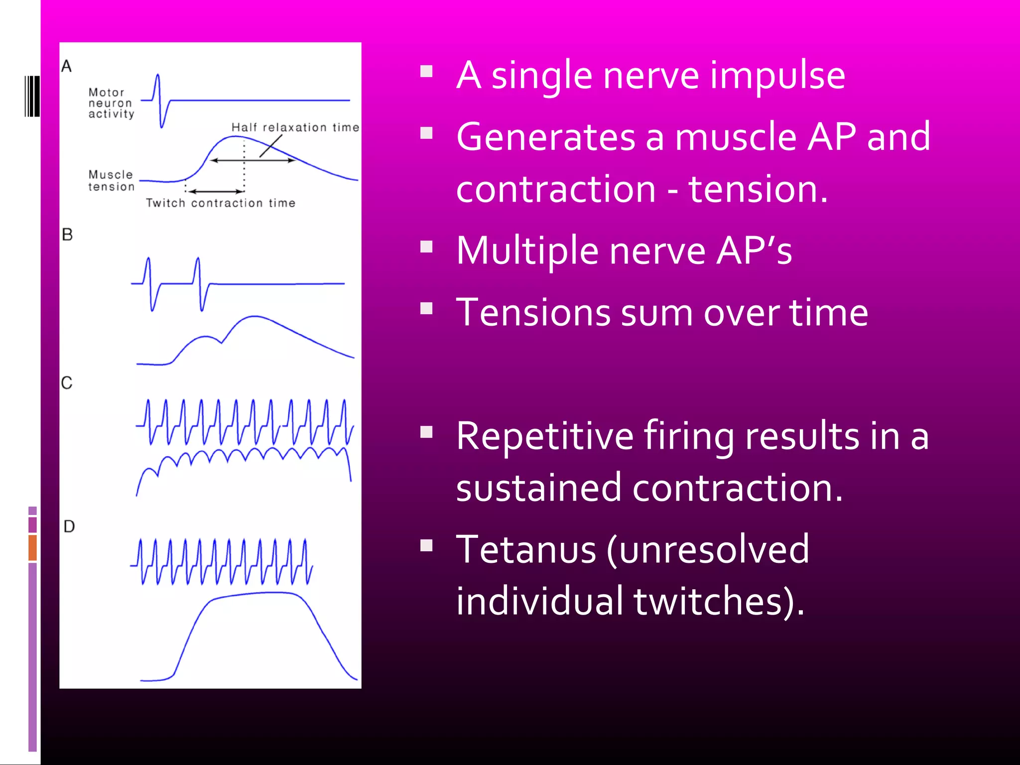  A single nerve impulse
 Generates a muscle AP and
contraction - tension.
 Multiple nerve AP’s
 Tensions sum over time
 Repetitive firing results in a
sustained contraction.
 Tetanus (unresolved
individual twitches).
 