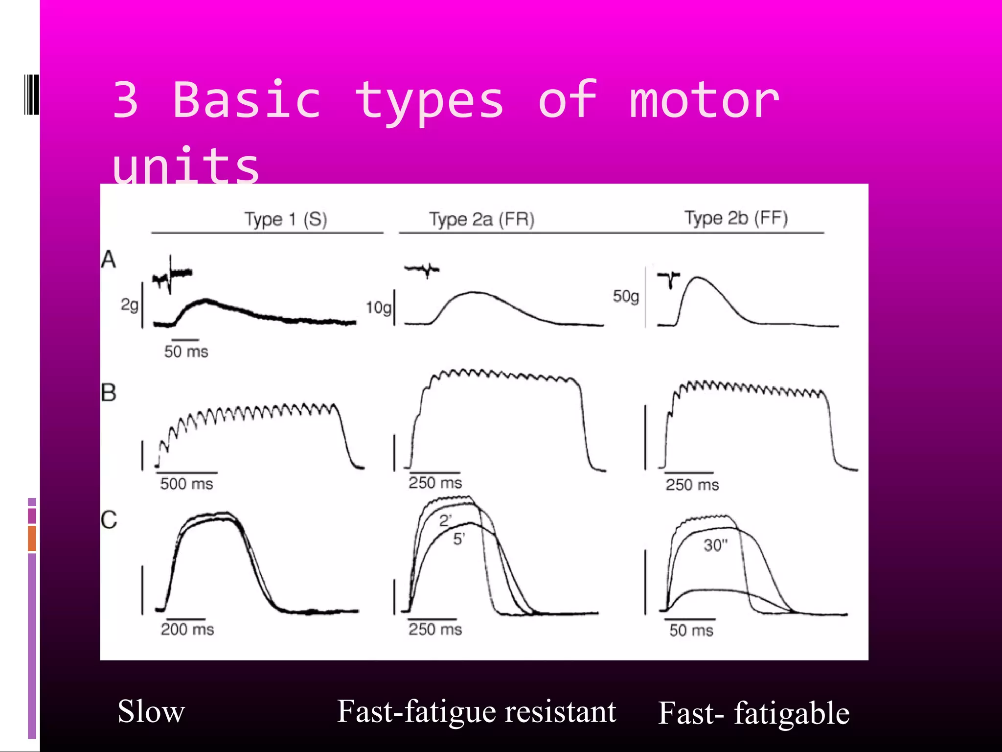 3 Basic types of motor
units
Slow Fast-fatigue resistant Fast- fatigable
 