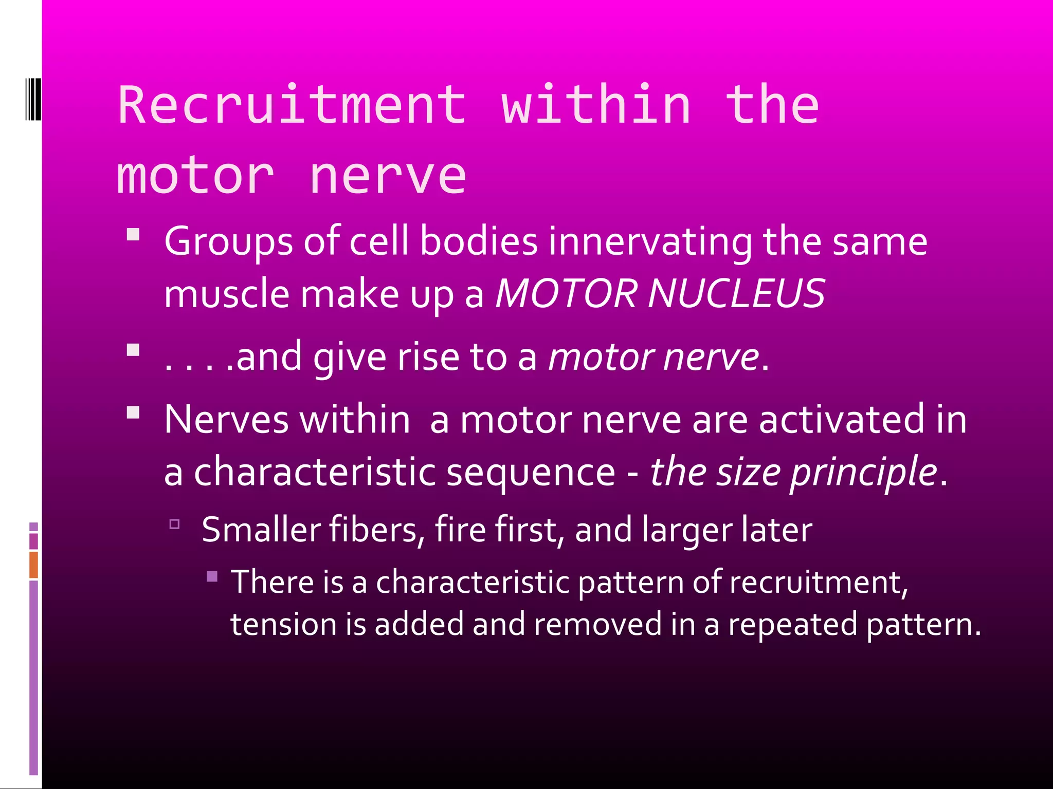Recruitment within the
motor nerve
 Groups of cell bodies innervating the same
muscle make up a MOTOR NUCLEUS
 . . . .and give rise to a motor nerve.
 Nerves within a motor nerve are activated in
a characteristic sequence - the size principle.
 Smaller fibers, fire first, and larger later
 There is a characteristic pattern of recruitment,
tension is added and removed in a repeated pattern.
 