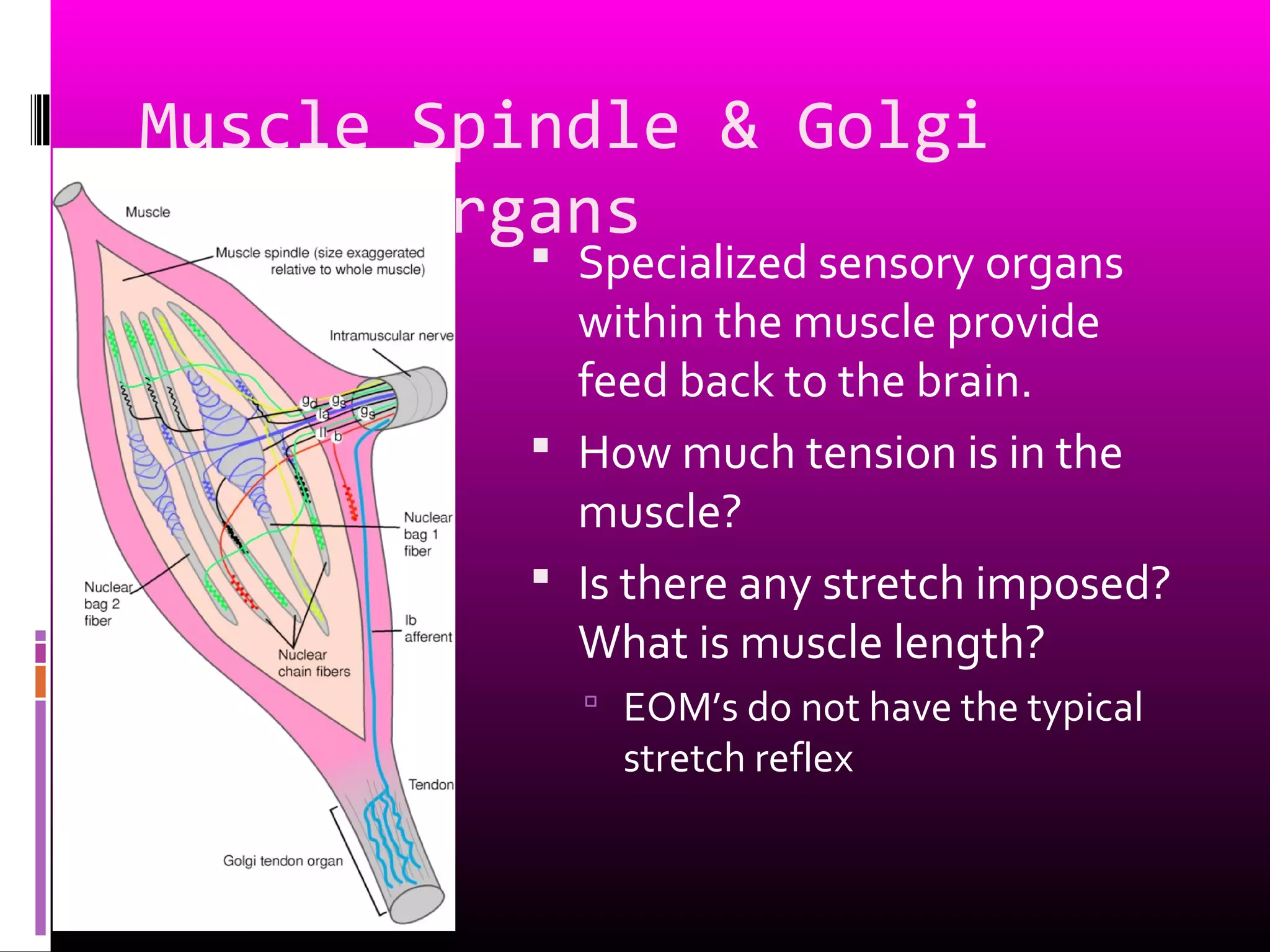 Muscle Spindle & Golgi
Tendon Organs
 Specialized sensory organs
within the muscle provide
feed back to the brain.
 How much tension is in the
muscle?
 Is there any stretch imposed?
What is muscle length?
 EOM’s do not have the typical
stretch reflex
 