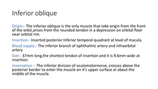Inferior oblique
Origin:- The inferior oblique is the only muscle that take origin from the front
of the orbit,arises from the rounded tendon in a depression on orbital floor
near orbital rim.
Insertion:- Inserted posterior Inferior temporal quadrant at level of macula.
Blood supply:- The inferior branch of ophthalmic artery and infraorbital
artery
Size:- 37mm long,the shortest tendon of insertion and it is 9.6mm wide at
insertion.
Innervation :- The inferior division of oculomotornerve, crosses above the
posterior border to enter the muscle on it’s upper surface at about the
middle of the muscle.
 