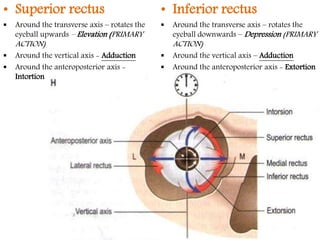 Intortion Extra ocular muscles ppt | PPTX