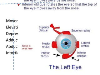 Intortion Extra ocular muscles ppt | PPTX