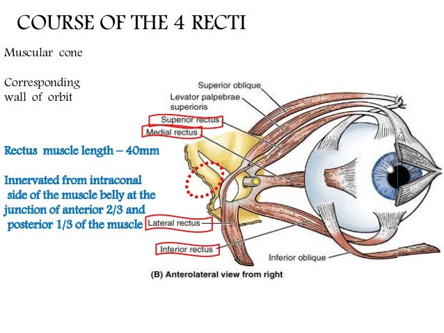 Extra ocular muscles ppt